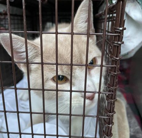Rabid cat found in Dorchester